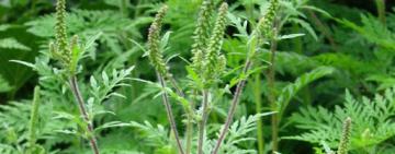 Вниманию жителей Килии и Килийского района:  фитоспециалисты бьют тревогу о всходах  карантинного растения